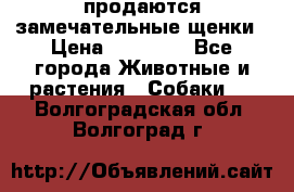 продаются замечательные щенки › Цена ­ 10 000 - Все города Животные и растения » Собаки   . Волгоградская обл.,Волгоград г.